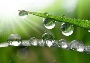 Dew drops — Stock Photo © vencav #24101587